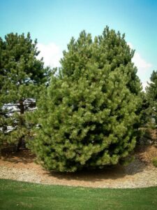 Сосна Чёрная (Pinus Nigra) купить по цене от 270.00р. в интернет-магазине «Посадика» с доставкой почтой в в Плесе и по всей России – [изображение №1].