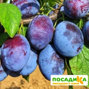 Слива Чачакская ранняя купить по цене от 229.00р. в интернет-магазине «Посадика» с доставкой почтой в в Плесе и по всей России – [изображение №1].