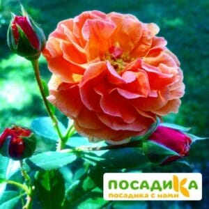 Роза Арабия купить по цене от 350.00р. в интернет-магазине «Посадика» с доставкой почтой в в Плесе и по всей России – [изображение №1].