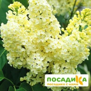 Сирень Примроуз (Primrose) купить по цене от 529.00р. в интернет-магазине «Посадика» с доставкой почтой в в Плесе и по всей России – [изображение №1].