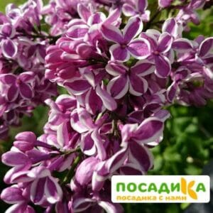 Сирень Сенсация купить по цене от 529.00р. в интернет-магазине «Посадика» с доставкой почтой в в Плесе и по всей России – [изображение №1].