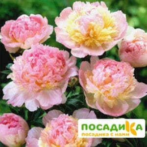 Пион Распберри Сандей (Paeonia Raspberry Sundae) купить по цене от 959р. в интернет-магазине «Посадика» с доставкой почтой в в Плесе и по всей России – [изображение №1].