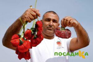 Клубника Гигант Джорнея купить по цене от 266р. в интернет-магазине «Посадика» с доставкой почтой в в Плесе и по всей России – [изображение №1].