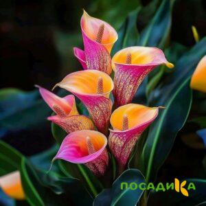 Калла Оникс купить по цене от 450р. в интернет-магазине «Посадика» с доставкой почтой в в Плесе и по всей России – [изображение №1].