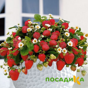 Клубника Рубиновый Шепот (горшечная) купить по цене от 240р. в интернет-магазине «Посадика» с доставкой почтой в в Плесе и по всей России – [изображение №1].