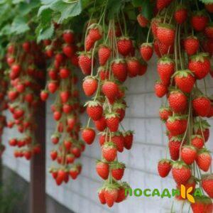 Клубника вьющаяся Комплимент купить по цене от 470р. в интернет-магазине «Посадика» с доставкой почтой в в Плесе и по всей России – [изображение №1].