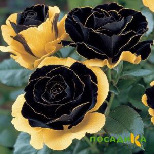 Роза Ханни Сикл купить по цене от 700р. в интернет-магазине «Посадика» с доставкой почтой в в Плесе и по всей России – [изображение №1].