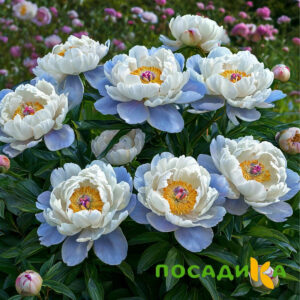 Пион акварельный Этюд купить по цене от 806р. в интернет-магазине «Посадика» с доставкой почтой в в Плесе и по всей России – [изображение №1].