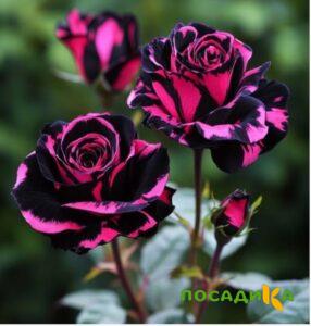 Роза Багровый Шепот купить по цене от 366р. в интернет-магазине «Посадика» с доставкой почтой в в Плесе и по всей России – [изображение №1].
