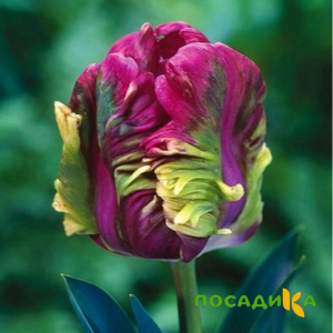 Тюльпан Экзотик Хэвен купить по цене от 186р. в интернет-магазине «Посадика» с доставкой почтой в в Плесе и по всей России – [изображение №1].