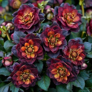 Морозник Сноу Дроп купить по цене от 348р. в интернет-магазине «Посадика» с доставкой почтой в в Плесе и по всей России – [изображение №1].