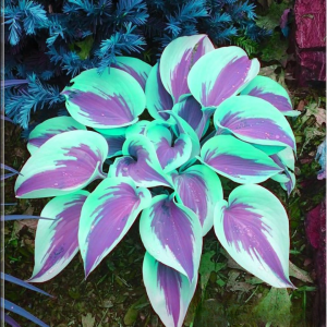 Хоста Висперин Бьюти купить по цене от 379р. в интернет-магазине «Посадика» с доставкой почтой в в Плесе и по всей России – [изображение №1].