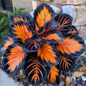 Хоста Сикрет Форест купить по цене от 601р. в интернет-магазине «Посадика» с доставкой почтой в в Плесе и по всей России – [изображение №1].